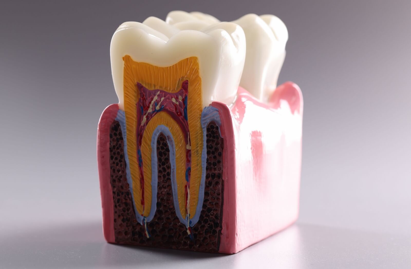 A model tooth shows a cross section, all the parts of the tooth on display.